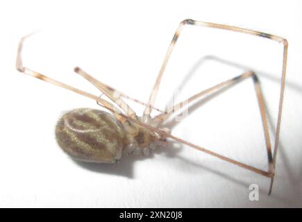 Riesenväter mit langen Beinen (Artema atlanta) Arachnida Stockfoto