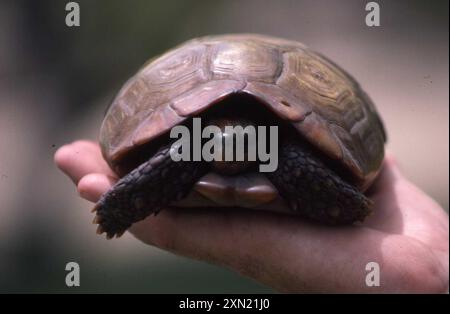 Spekes Scharnierschildkröte (Kinixys spekii) Reptilia Stockfoto