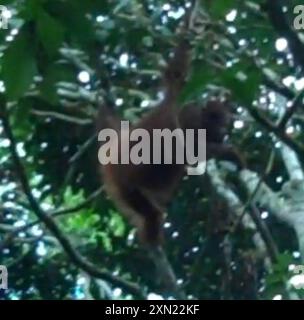 Nordost-Bornean Orangutan (Pongo pygmaeus morio) Mammalia Stockfoto