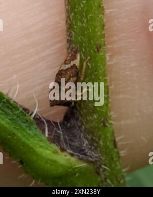 Kielbarer Baumopper (Entylia carinata) Insecta Stockfoto