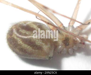 Riesenväter mit langen Beinen (Artema atlanta) Arachnida Stockfoto