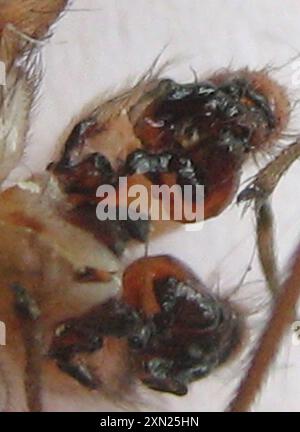 Riesenväter mit langen Beinen (Artema atlanta) Arachnida Stockfoto