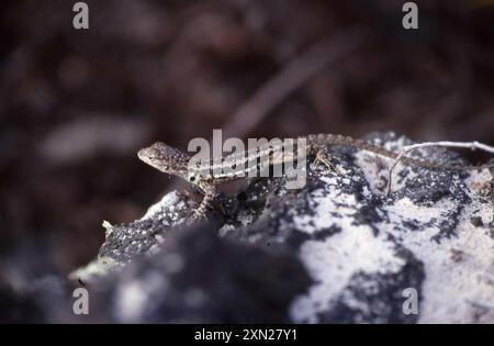 Floreana Lava Lizard (Microlophus grayii) Reptilia Stockfoto