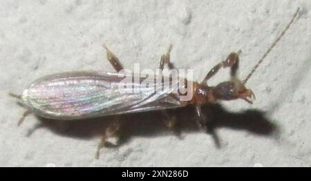 Webspinner (Embioptera) Insecta Stockfoto