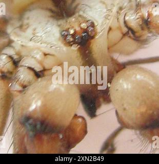 Riesenväter mit langen Beinen (Artema atlanta) Arachnida Stockfoto