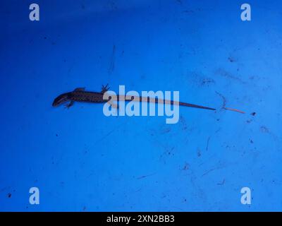 Nordwestliche Alligatoreidechse (Elgaria coerulea principis) Reptilia Stockfoto