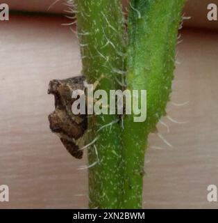 Kielbarer Baumopper (Entylia carinata) Insecta Stockfoto