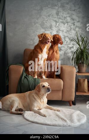 Eine freundliche Versammlung von vier Hunden, eine harmonische Mischung zu Hause. Ein Labrador, Vizsla, Nova Scotia Duck Tolling Retriever und Jack Russell Terrier kommen Stockfoto