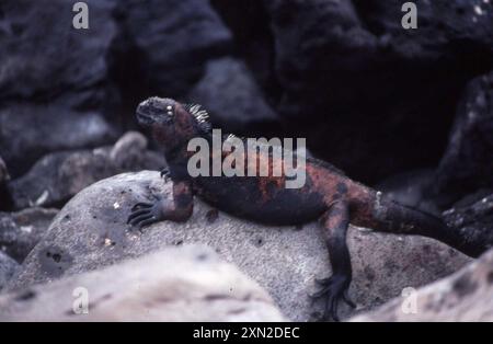 Santa Fe Marine Iguana (Amblyrhynchus cristatus trillmichi) Reptilia Stockfoto
