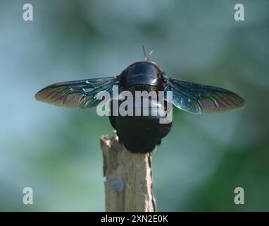 Breithändige Zimmermannsbiene (Xylocopa latipes) Insecta Stockfoto