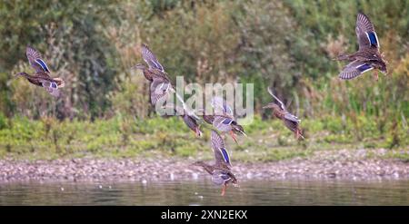 Eine Schar männlicher Mallard-Enten, die mit blauen Flügelblitzen an Land kommen Stockfoto