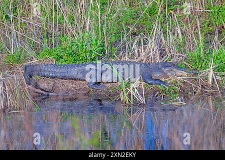 Alligator sonnt sich auf einer Feuchtlandbank im Cameron Prairie National Wildlife Refuge in Lousiana Stockfoto