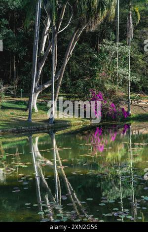 Lila Blätter spiegeln sich im See im Botanischen Garten Jardim in São Paulo, Brasilien. Stockfoto