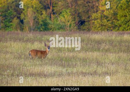 Weißschwanzbock an einem Juliabend im Norden von Wisconsin. Stockfoto