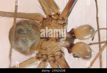 Riesenväter mit langen Beinen (Artema atlanta) Arachnida Stockfoto