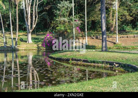 Lila Blätter spiegeln sich im See im Botanischen Garten Jardim in São Paulo, Brasilien. Stockfoto