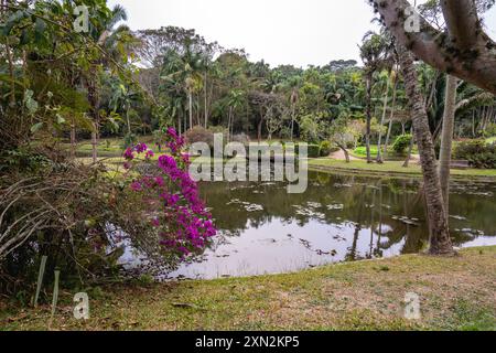 Botanischer Garten Jardim, in São Paulo, Brasilien. Stockfoto