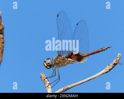 Keyhole Glider (Tramea basilaris) Insecta Stockfoto