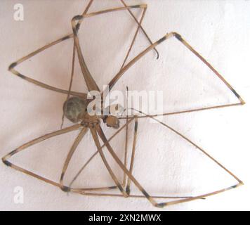Riesenväter mit langen Beinen (Artema atlanta) Arachnida Stockfoto