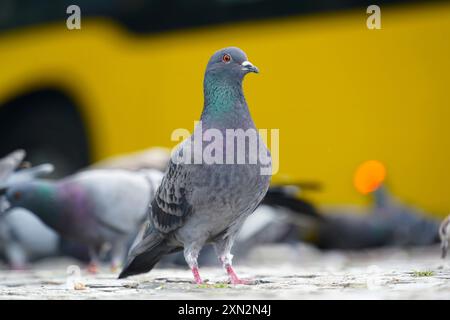 Wilde Taube columba livia domestica auf Gehsteig vor einem verschwommenen gelben Bus in Berlin Stockfoto