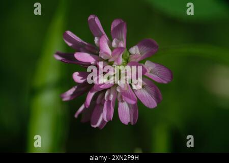 Umkehrklee (Trifolium resupinatum) Plantae Stockfoto