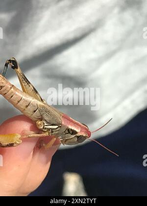 Grossköpfige Grasshopper (Phoetaliotes nebrascensis) Insecta Stockfoto