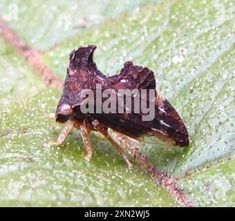 Kielbarer Baumopper (Entylia carinata) Insecta Stockfoto
