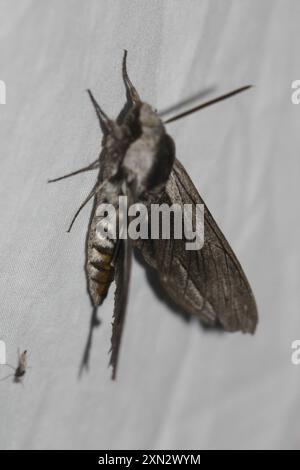 Vashti Sphinx (Sphinx vashti) Insecta Stockfoto