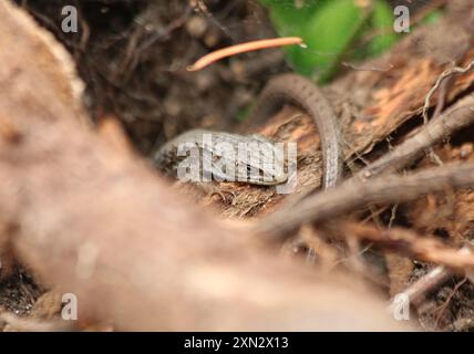 Nordwestliche Alligatoreidechse (Elgaria coerulea principis) Reptilia Stockfoto