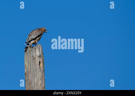 Red-Tail Hawk im Golden Gate Park, San Francisco. Isst Nagetiere, Vögel. Fotografiert in einem natürlichen Lebensraum. Stockfoto