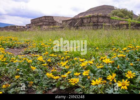 Gelbe Blüten im Sommer an der Sonnenpyramide in San Juan Teotihuacan Mexiko in der archäologischen Zone von Teotihuacan, der Stadt mit den größten Pyramiden in Mesoamerika im Bundesstaat Mexiko. Pyramide des Mondes in San Martin de las Pirámides Mexiko und Palast von Quetzalpapálotl. Pyramidenbasis, Archäologie, Architektur. Steingebäude, Dorf ... (Foto: Luis Gutierrez/Norte Photo) Flores amarillas en verano en la Pirámide del Sol en San Juan Teotihuacán Mexico en la Zona Arqueológica de Teotihuacán, la ciudad con las Pirámides más grandes de mesoamérica en Estado de México. Pir Stockfoto