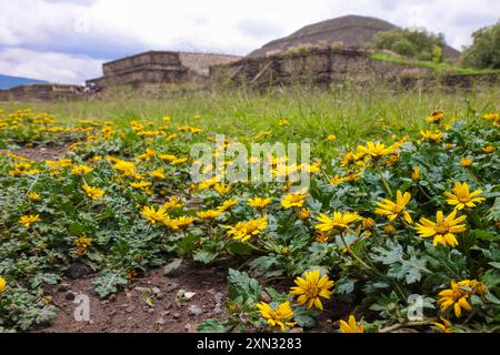 Gelbe Blüten im Sommer an der Sonnenpyramide in San Juan Teotihuacan Mexiko in der archäologischen Zone von Teotihuacan, der Stadt mit den größten Pyramiden in Mesoamerika im Bundesstaat Mexiko. Pyramide des Mondes in San Martin de las Pirámides Mexiko und Palast von Quetzalpapálotl. Pyramidenbasis, Archäologie, Architektur. Steingebäude, Dorf ... (Foto: Luis Gutierrez/Norte Photo) Flores amarillas en verano en la Pirámide del Sol en San Juan Teotihuacán Mexico en la Zona Arqueológica de Teotihuacán, la ciudad con las Pirámides más grandes de mesoamérica en Estado de México. Pir Stockfoto