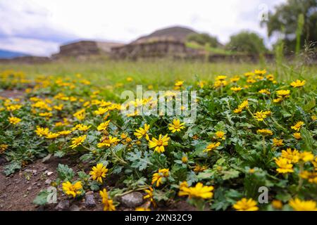 Gelbe Blüten im Sommer an der Sonnenpyramide in San Juan Teotihuacan Mexiko in der archäologischen Zone von Teotihuacan, der Stadt mit den größten Pyramiden in Mesoamerika im Bundesstaat Mexiko. Pyramide des Mondes in San Martin de las Pirámides Mexiko und Palast von Quetzalpapálotl. Pyramidenbasis, Archäologie, Architektur. Steingebäude, Dorf ... (Foto: Luis Gutierrez/Norte Photo) Flores amarillas en verano en la Pirámide del Sol en San Juan Teotihuacán Mexico en la Zona Arqueológica de Teotihuacán, la ciudad con las Pirámides más grandes de mesoamérica en Estado de México. Pir Stockfoto