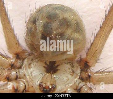 Riesenväter mit langen Beinen (Artema atlanta) Arachnida Stockfoto