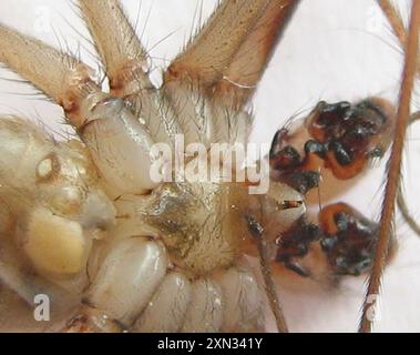 Riesenväter mit langen Beinen (Artema atlanta) Arachnida Stockfoto
