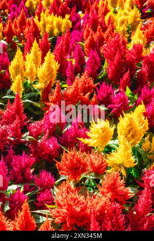 Ein voller Rahmen aus gelben, orangefarbenen und roten Blumen im Botanischen Garten in São Paulo Brasilien. Abstrakter Hintergrund. Stockfoto