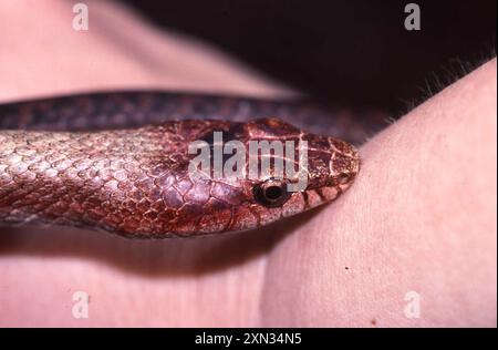 Kleine Nachtschlange (Ithycyphus miniatus) Reptilia Stockfoto