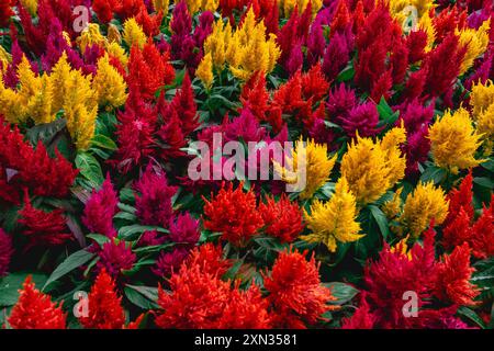 Ein voller Rahmen aus gelben, orangefarbenen und roten Blumen im Botanischen Garten in São Paulo Brasilien. Abstrakter Hintergrund. Stockfoto