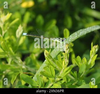 Östlicher Gabelschwanz (Ischnura verticalis) Insecta Stockfoto