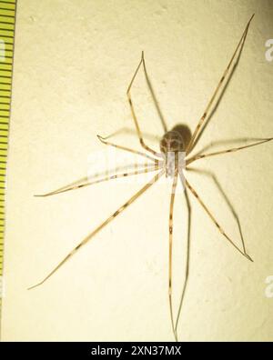 Riesenväter mit langen Beinen (Artema atlanta) Arachnida Stockfoto