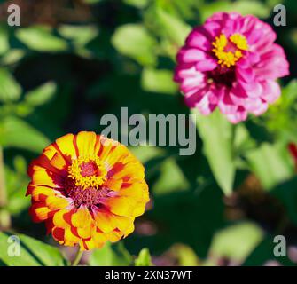 Leuchtend orange und rosafarbene Zinnien in voller Blüte, die an einem sonnigen Tag in einem üppig grünen Garten hervorstechen Stockfoto