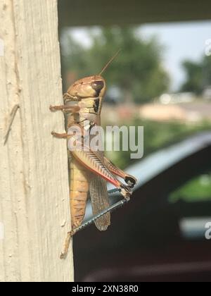 Grossköpfige Grasshopper (Phoetaliotes nebrascensis) Insecta Stockfoto