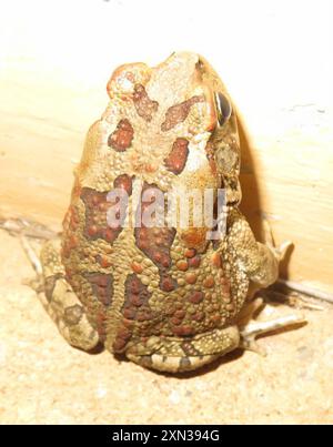 Garman's Toad (Sclerophrys garmani) Amphibia Stockfoto