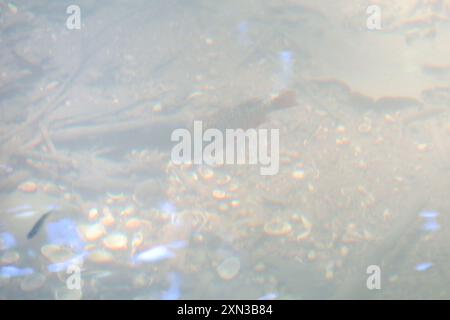 Sonnenfisch (Lepomis megalotis) Actinopterygii Stockfoto