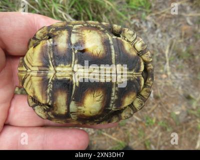 Spekes Scharnierschildkröte (Kinixys spekii) Reptilia Stockfoto