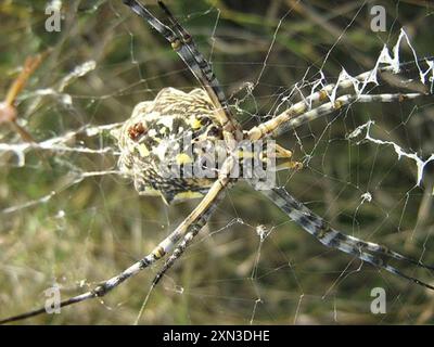 Common Garden Orbweb Spider (Argiope australis) Arachnida Stockfoto