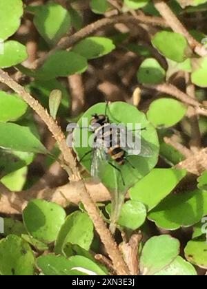 Australische Leafroller Tachinid (Trigonospila brevifacies) Insecta Stockfoto