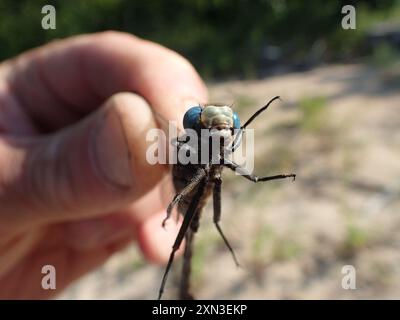 Midland Clubtail (Gomphurus fraternus) Insecta Stockfoto