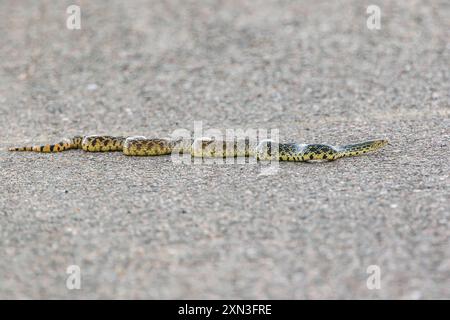 Eine BullSnake, die in ihrer gesamten Körperform gesehen wird, schlängelt sich über eine asphaltierte Straße im Rocky Mountain Arsenal Wildlife Refuge in Colorado. Stockfoto