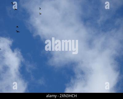 Gelbohriger Papagei (Ognorhynchus icterotis) Aves Stockfoto